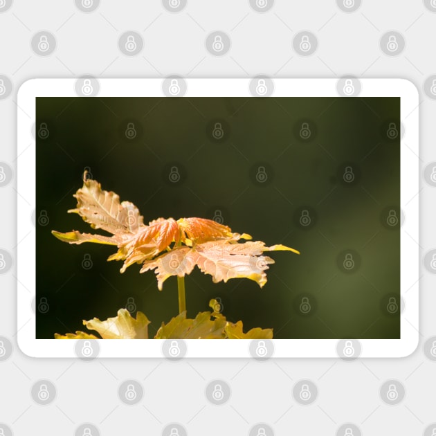 gli maple leaf Sticker by pcfyi